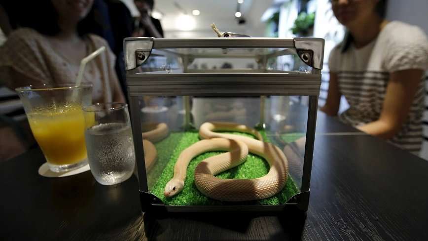 Змеиное кафе в Японии
