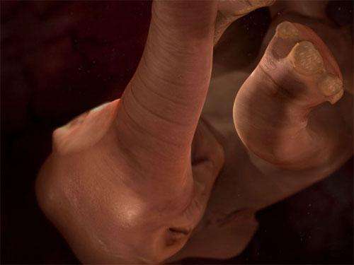 Ученые проследили процесс эволюции эмбриона