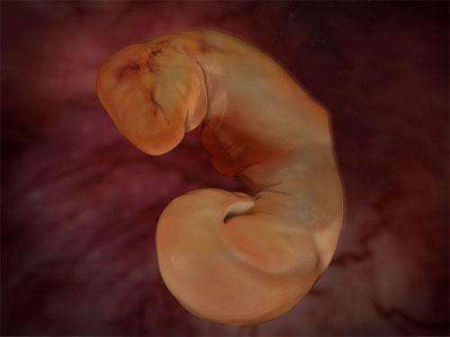 Ученые проследили процесс эволюции эмбриона
