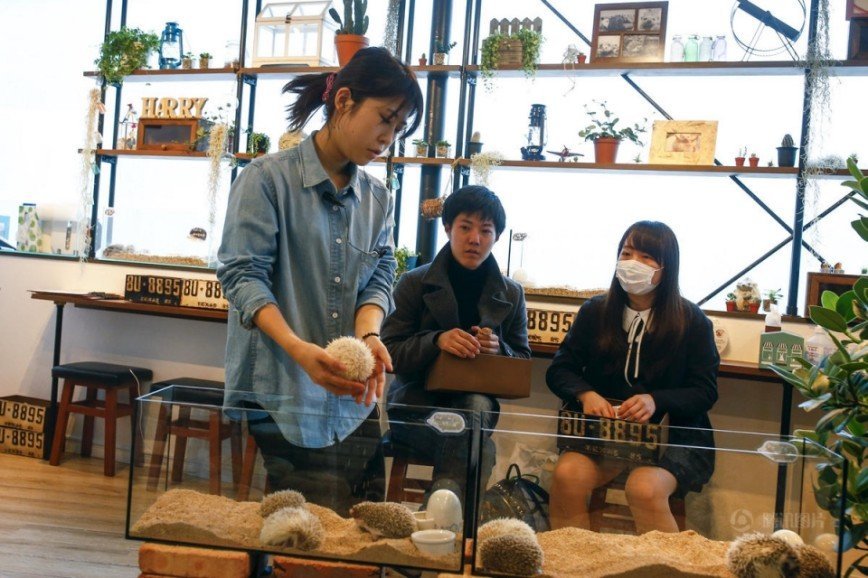 В Токио открылось кафе с ежиками