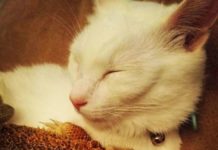 Бородата ящірка і кот – найкраща пара місяця.