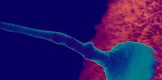 Розвиток плода за місяцями.