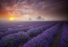 Лавандові поля.