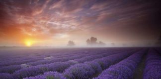 Лавандові поля.