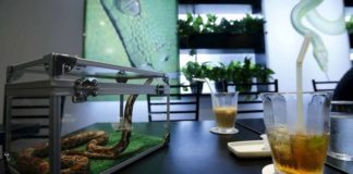 Зміїне кафе в Японії.