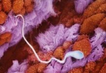 Унікальні зйомки: таємниця народження.