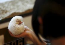 В Токіо відкрилося кафе з їжачками.