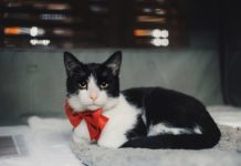 У ARTPLAY пройде фестиваль на допомогу бездомним тваринам.