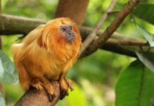 Представники фауни, яким природа подарувала золотий окрас.