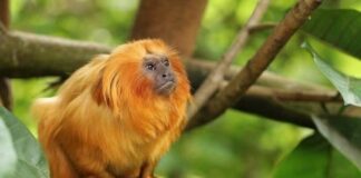 Представники фауни, яким природа подарувала золотий окрас.