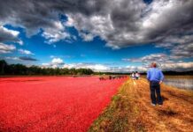 Море журавлини, Канада.