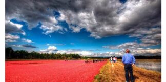 Море журавлини, Канада.