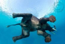 Світ дикої природи очима Стіва Блума.