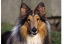 Собака працює офісним працівником.