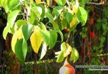 Сад у вересні – підготовка до зими, санітарна обрізка, обприскування і підгодівлі