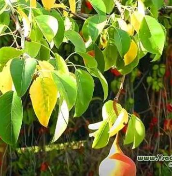 Сад у вересні – підготовка до зими, санітарна обрізка, обприскування і підгодівлі