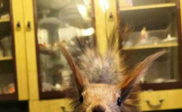 Білочка будинку. Як ми підібрали білченя, особистий досвід