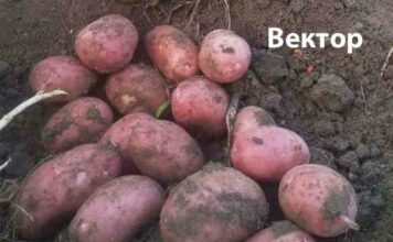 Оля полякова розповіла про шкідливі звички старшої доньки