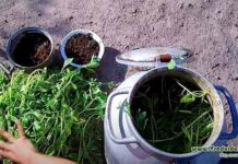 Органічні підгодівлі для саду та городу своїми руками-приготування, внесення і правильність