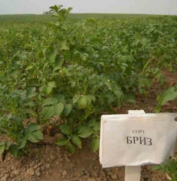 Картопля бриз-характеристика сорту, відгуки, смакові якості