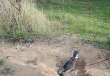 Як ми втратили і знайшли кота севу.