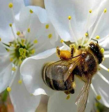 Що буде, якщо на землі зникнуть бджоли-наслідки і ситуація зараз