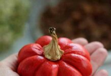 Виділення часток дітям