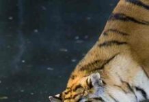 Виділення часток дітям