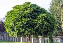 Дерево катальпа-посадка і догляд, опис сортів, фото