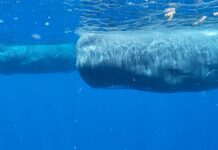 Декодування китової мови: як штучний інтелект долає комунікаційний розрив