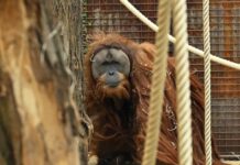 Відкриття Нових Видів Прискорюється на Фоні Кризи Вимирання, що поглиблюється.