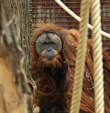 Відкриття Нових Видів Прискорюється на Фоні Кризи Вимирання, що поглиблюється.